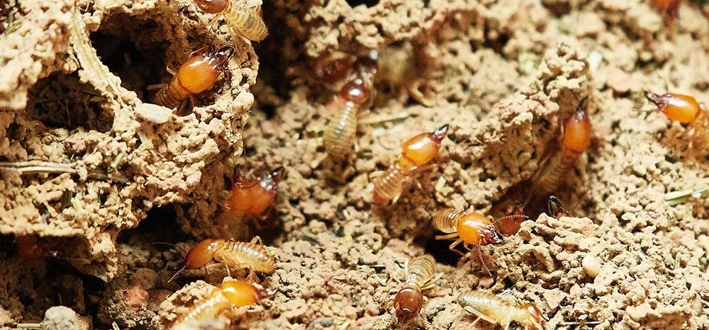 termite inspection